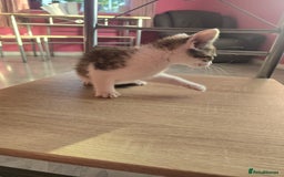 Mixed Breed cats for sale: 8 kittens for sale  - Image 2