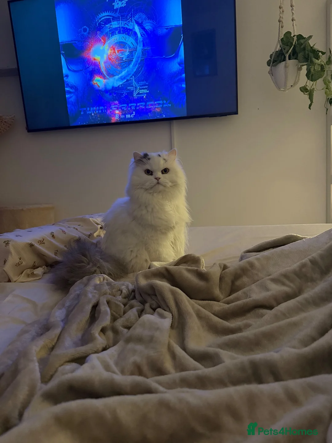 Persian cats for sale: Stunning white Persian.  - Advert 2
