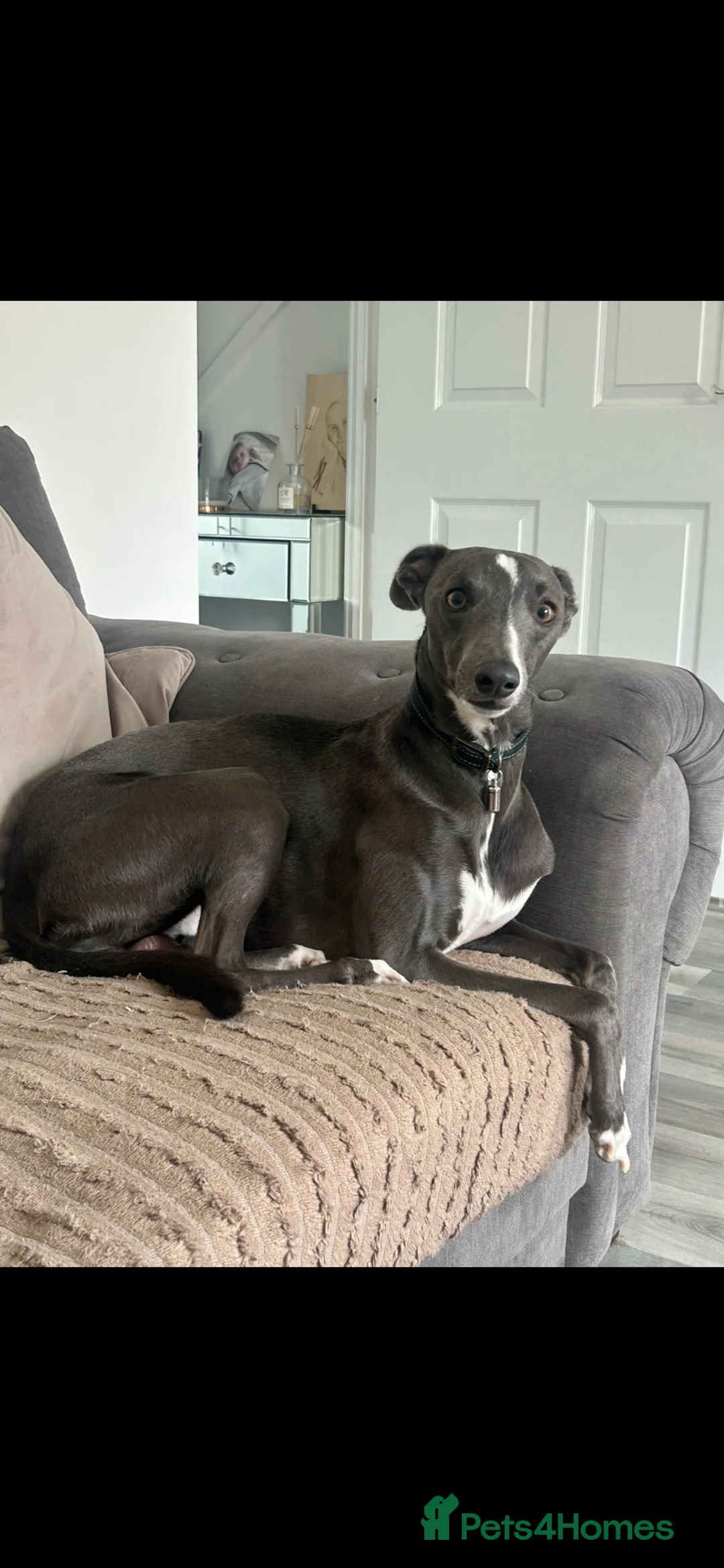 Whippet dogs for stud: KC Registered Blue Whippet Proven Stud in Middlesbrough - Advert 2