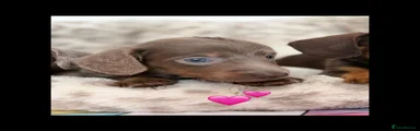 Dachshund 4