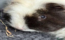 Guinea Pig rodents for sale: Bonded male piggies  - Image 1