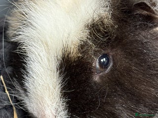 Guinea Pig rodents - Advert 1