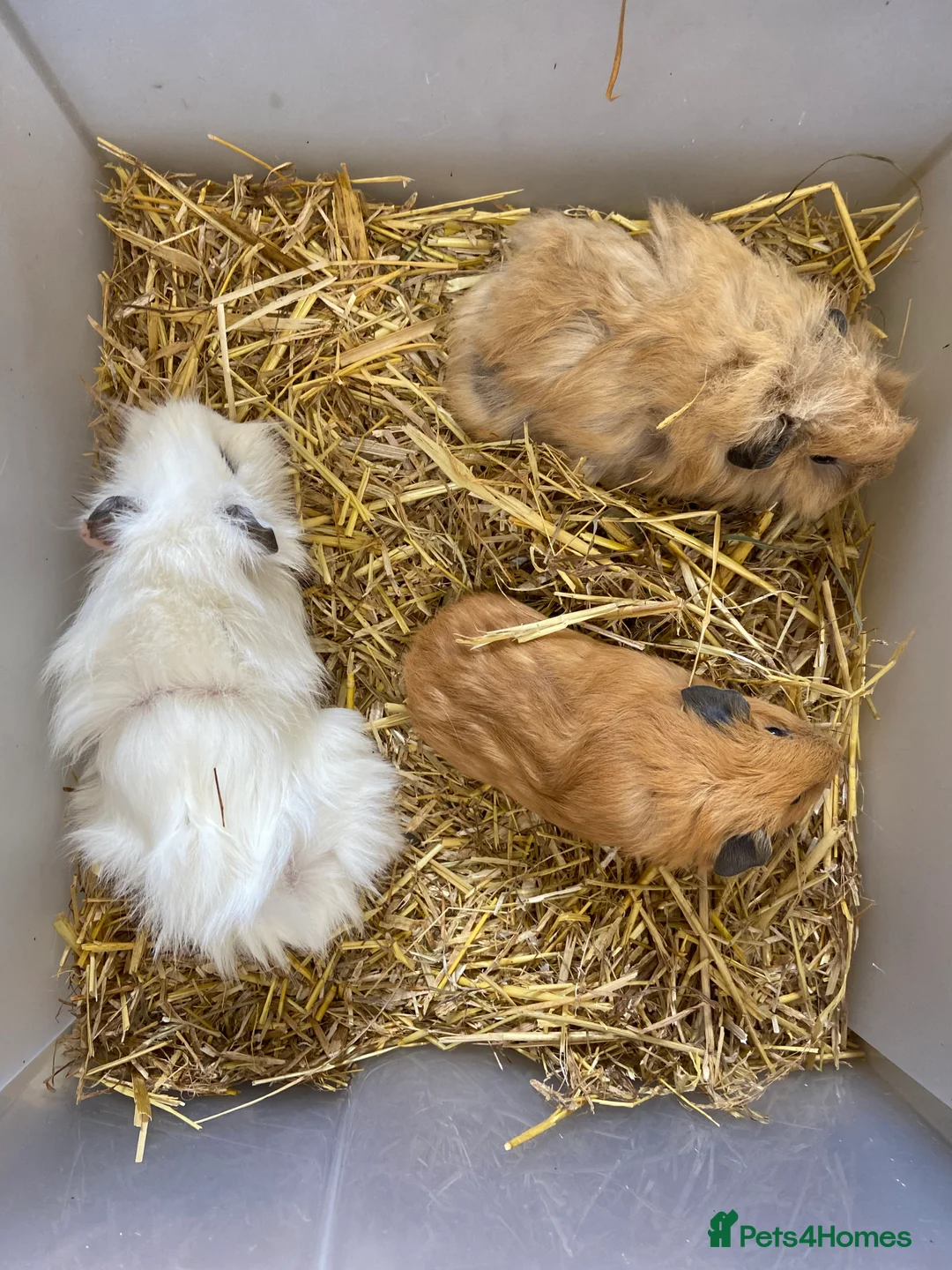 Guinea Pig rodents for sale: Baby Female Guinea Pigs For Sale - Advert 5