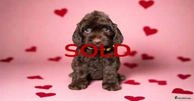Cockapoo dogs - Advert 5