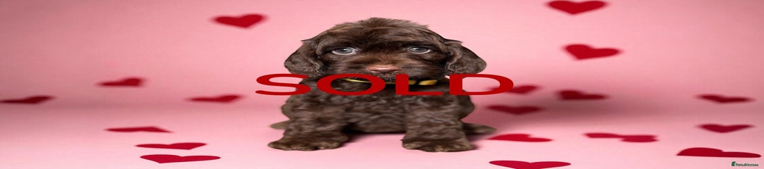 Ted
