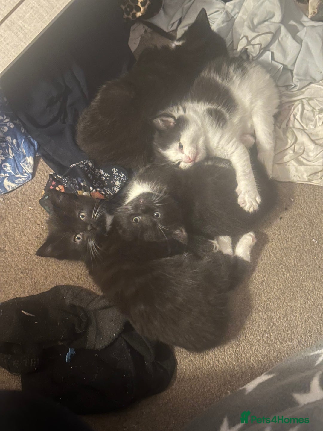 Mixed Breed cats for sale: Adorable Kittens, super cute!  - Image 5