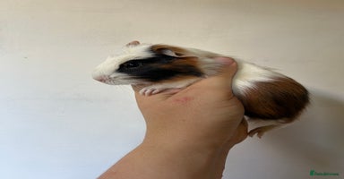 Guinea Pig rodents - Advert 11