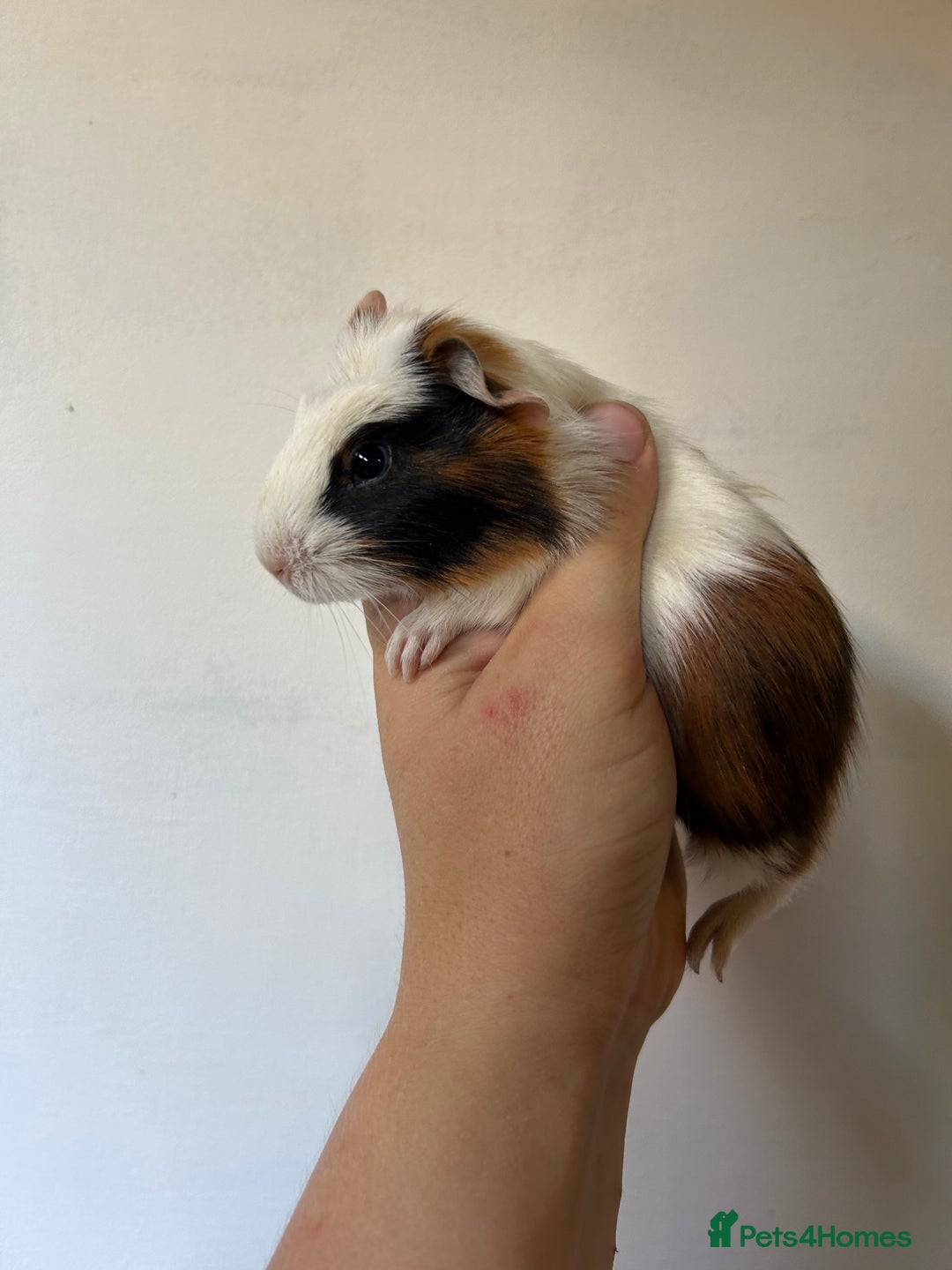 Guinea Pig rodents for sale: Beautiful Baby Guineapig For sale - Image 2