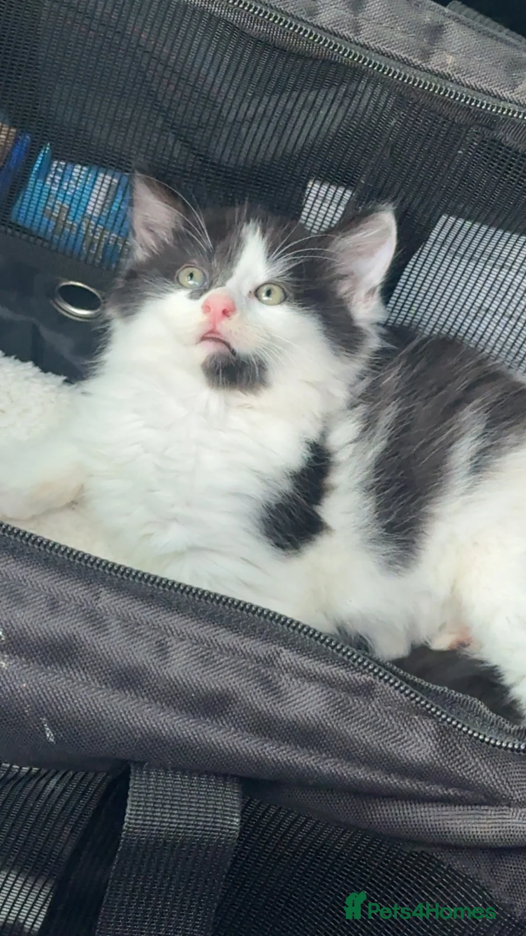 Maine Coon cats for sale: Main coons/ beagle - Advert 4