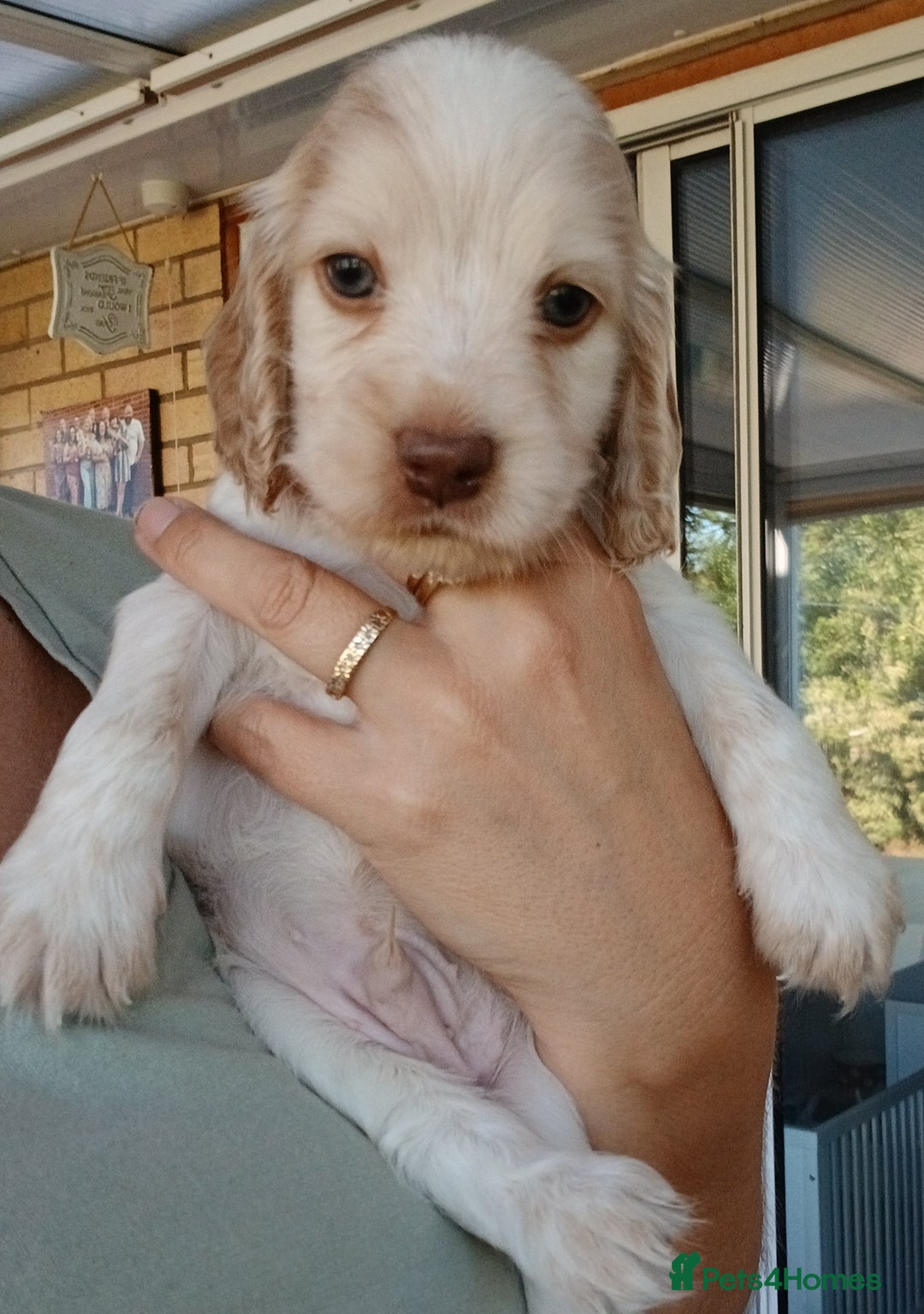 Cocker Spaniel dogs for sale: LAST BOY READY NOW KC Show Cocker Spanels  - Image 2