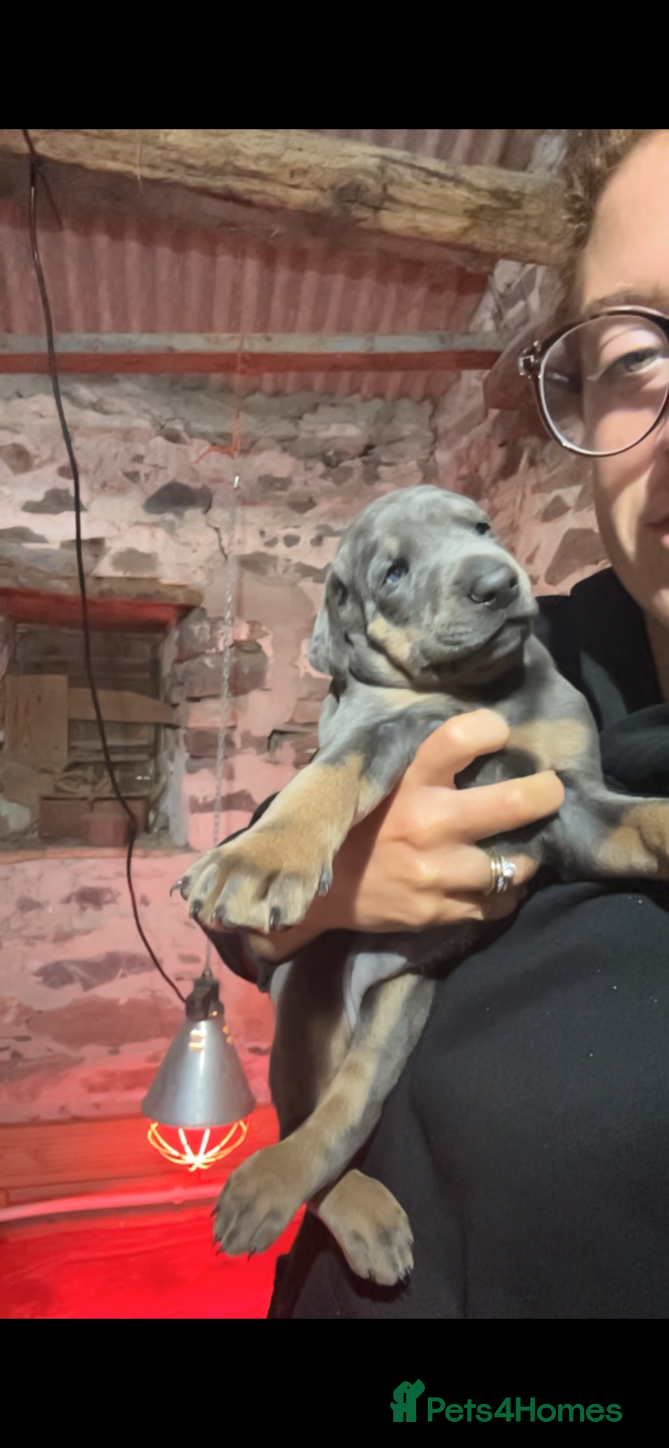 Dobermann dogs STUNNING Dobermann puppies for sale  - Advert 1