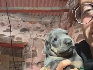 Dobermann dogs STUNNING Dobermann puppies for sale - Advert 1