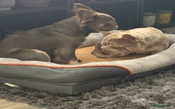 French Bulldog dogs for sale: Fluffy French bulldog and big rope French bulldog - Image 12