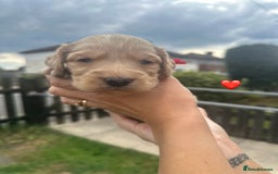 Cockapoo dogs for sale: Stunning f1b cockapoo puppies!!  - Image 24