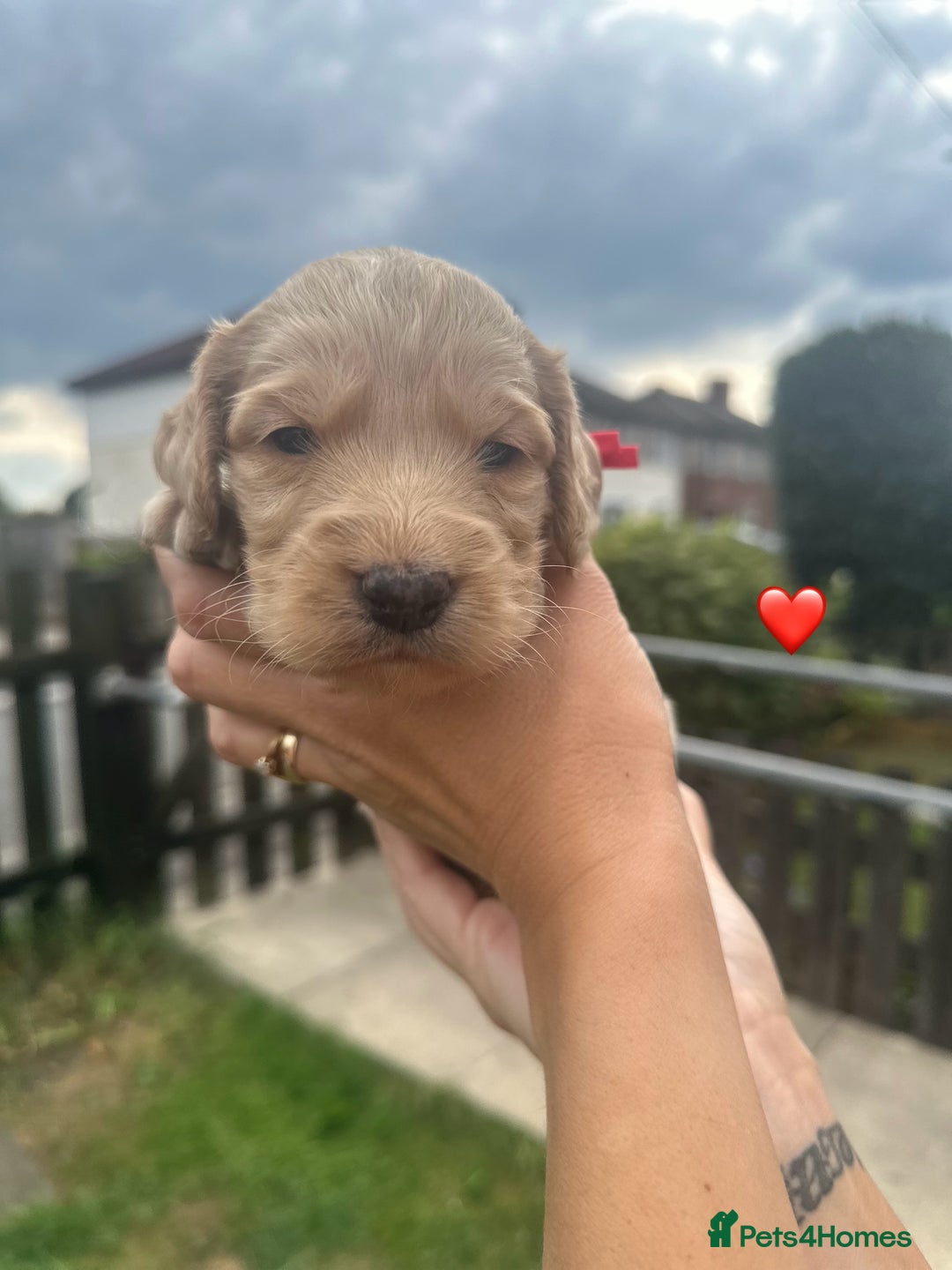 Cockapoo dogs for sale: Stunning f1b cockapoo puppies!!  - Image 24