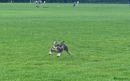American Bully dogs for sale: American pocket bully  - Image 2