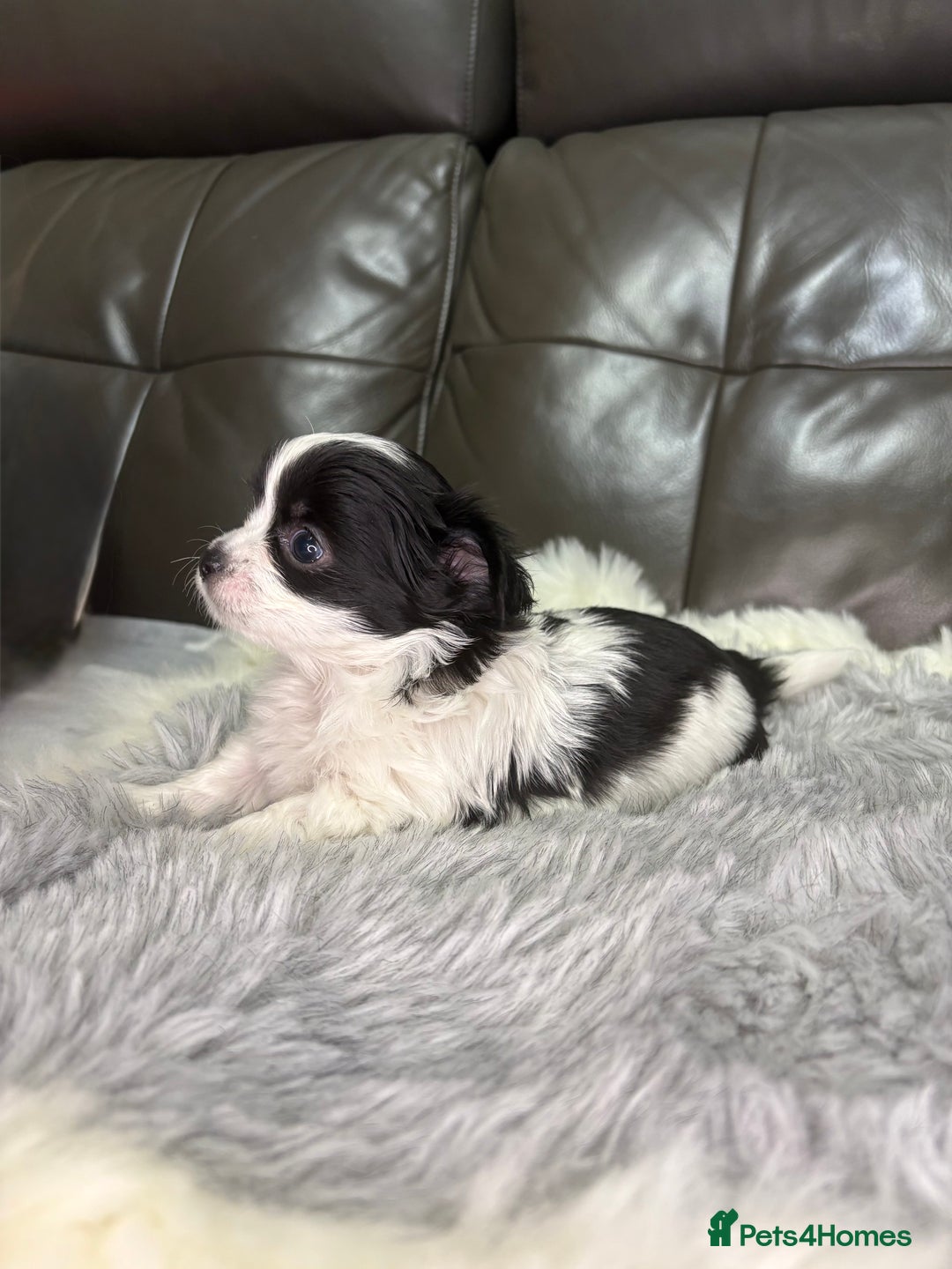 Chihuahua dogs for sale: Stunning tiny Chihuahua puppy’s male female  - Advert 11