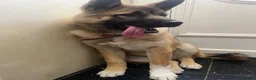 Huskita dogs for sale: Akita / Siberian husky - Advert 7