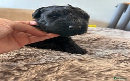 Kerry Blue Terrier dogs for sale: KC registered Kerry blue puppies - Image 2