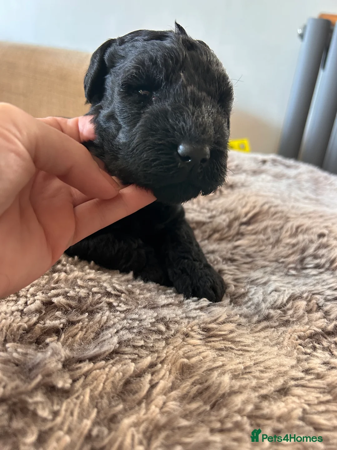 Kerry Blue Terrier dogs for sale: KC registered Kerry blue puppies - Advert 5