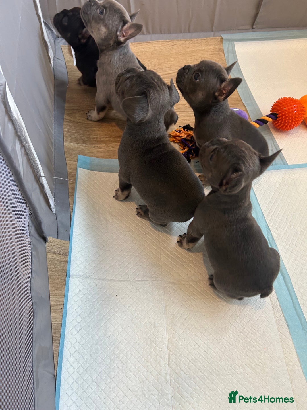 French Bulldog dogs for sale: Fluffy carriers - Image 3