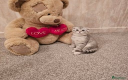 Scottish Fold cats for sale: 2 Adorable Scottish fold kittens left  - Advert 10