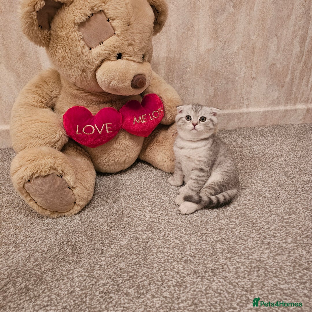 Scottish Fold cats for sale: 2 Adorable Scottish fold kittens left  - Advert 10