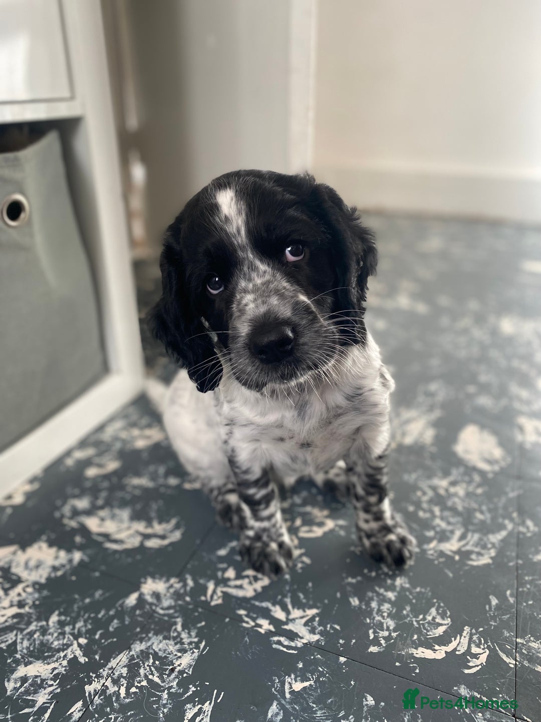Sprocker dogs for sale: Sprocker puppy bitch  - Image 3