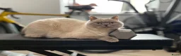 Persian cats for sale: Beautiful Persian cat looking for a loving home - Advert 2