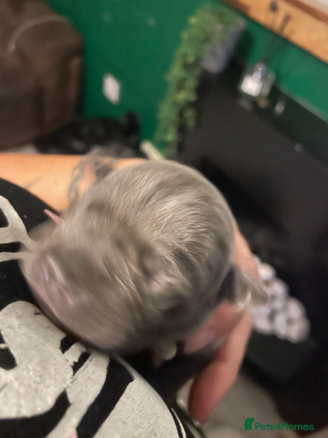 Staffordshire Bull Terrier dogs for sale: Blue pups  - Advert 22