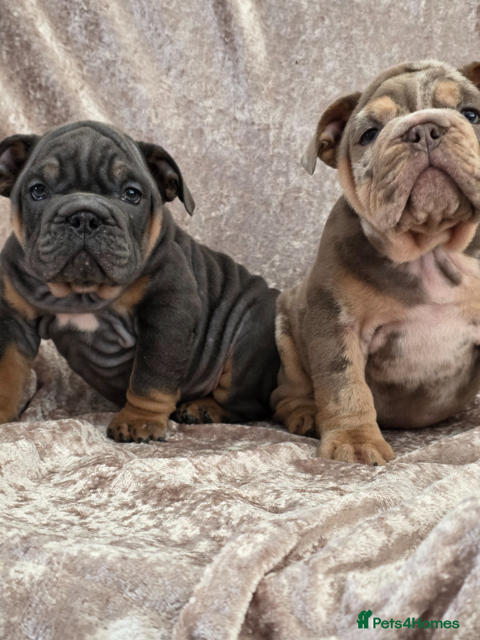 English Bulldog dogs british bulldog pups ready now  - Advert 17