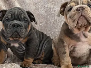 English Bulldog dogs british bulldog pups ready now - Advert 17
