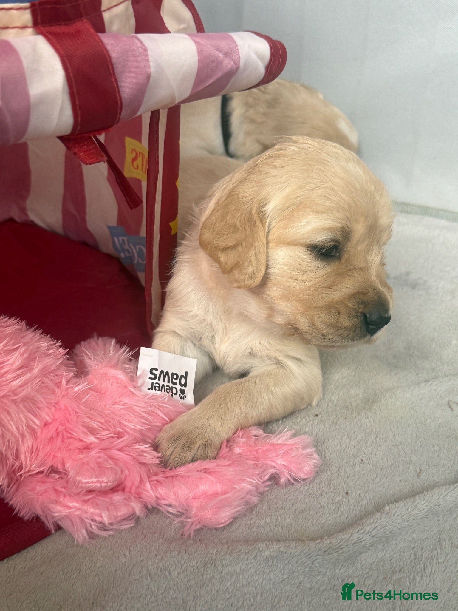 Golden Retriever dogs KC registered golden retriever puppies - Advert 2