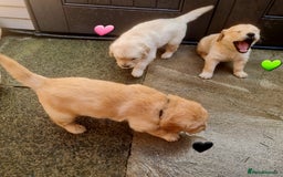 Golden Retriever dogs for sale: 💫💫💫 All puppies are reserved 💫💫💫 in Saint Helens - Image 23