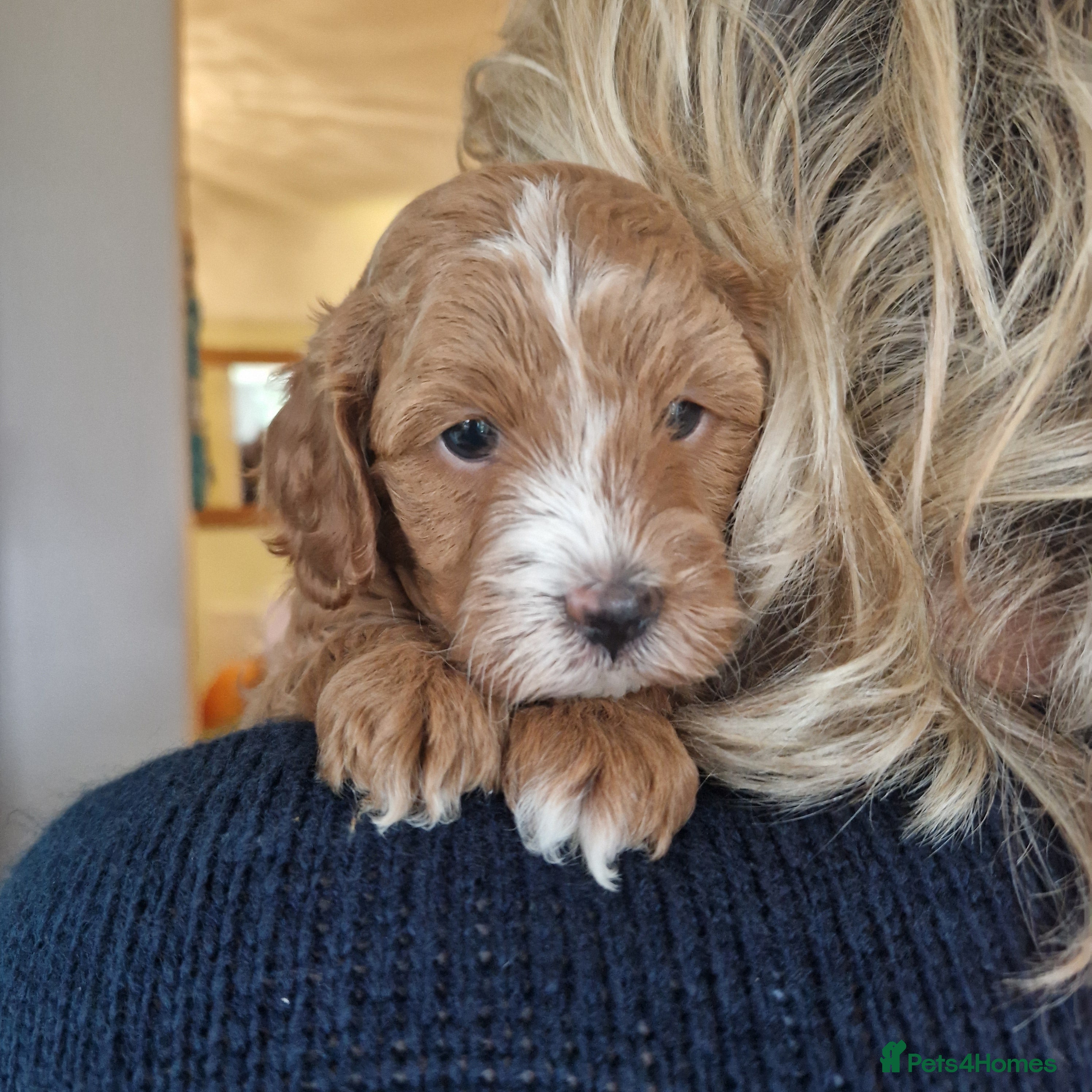 Cavapoo dogs F1 Toy red cavapoos  - Advert 14