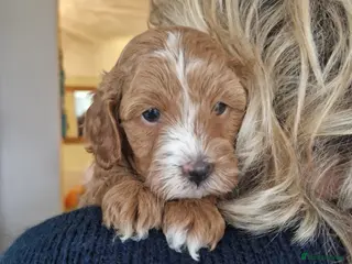 Cavapoo dogs F1 Toy red cavapoos - Advert 14
