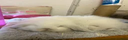 Mini Lion Lop rabbits for sale: * 2 left*  ready now - Advert 3