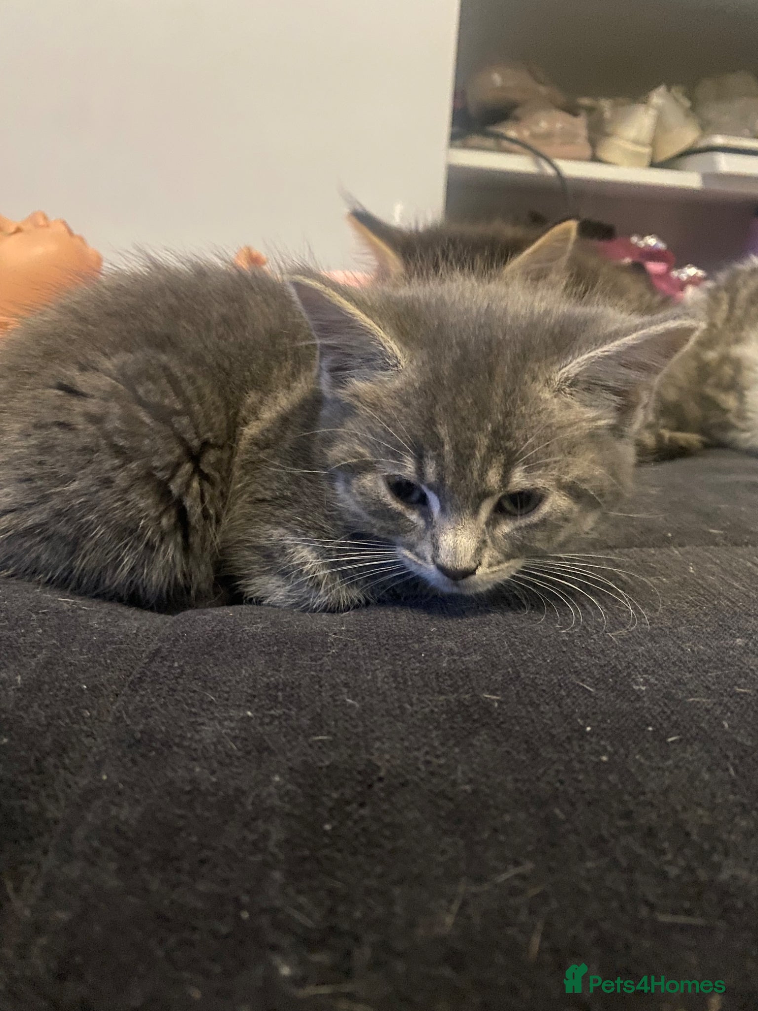 Mixed Breed cats 2 beautiful kittens💙 - Advert 4
