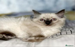 Ragdoll cats for sale: Pure Ragdoll kittens READY NOW!!! in Leicester - Image 19