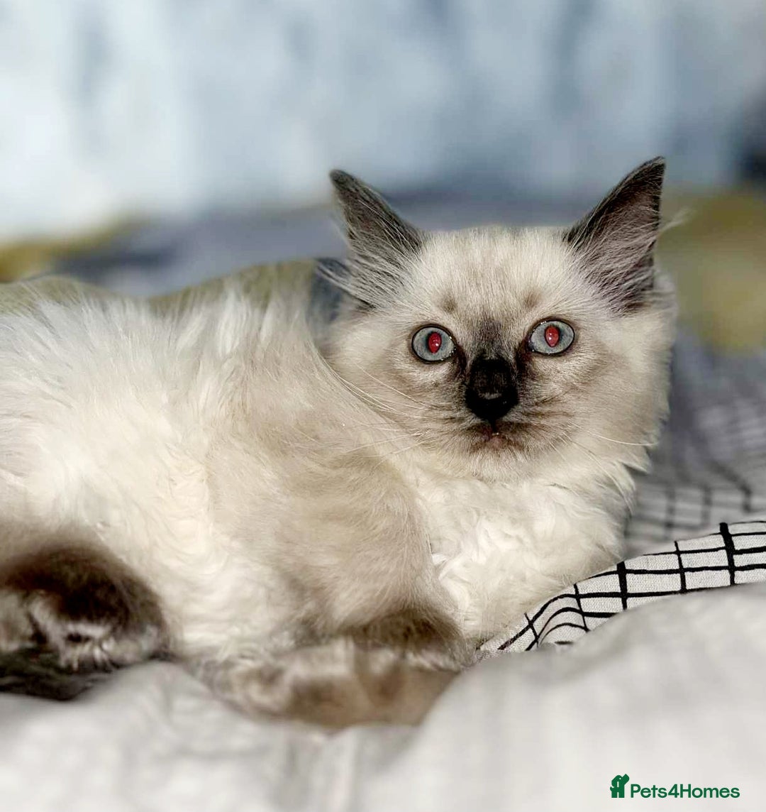 Ragdoll cats for sale: Pure Ragdoll kittens READY NOW!!! in Leicester - Image 19
