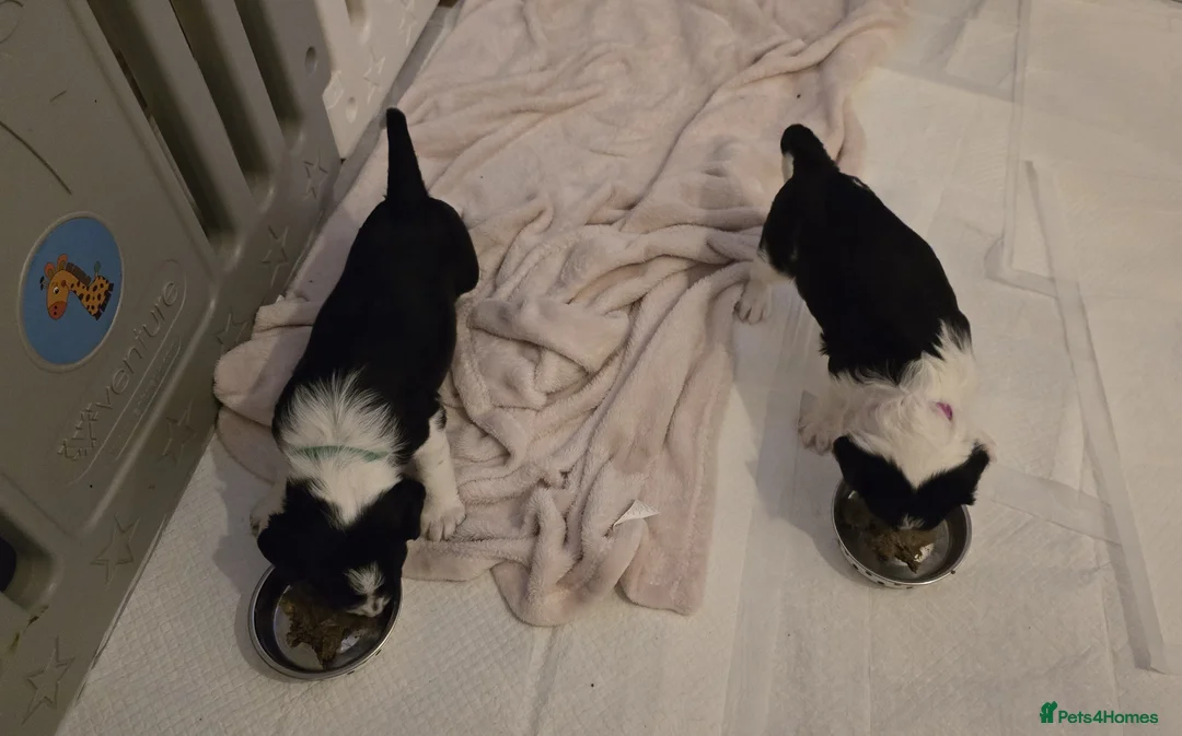 Sprollie dogs for sale: Sprollie Pups in Merthyr Tydfil - Advert 9