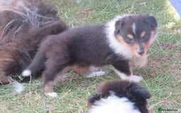 Rough Collie dogs for sale: Rough collie female pups  - Image 3