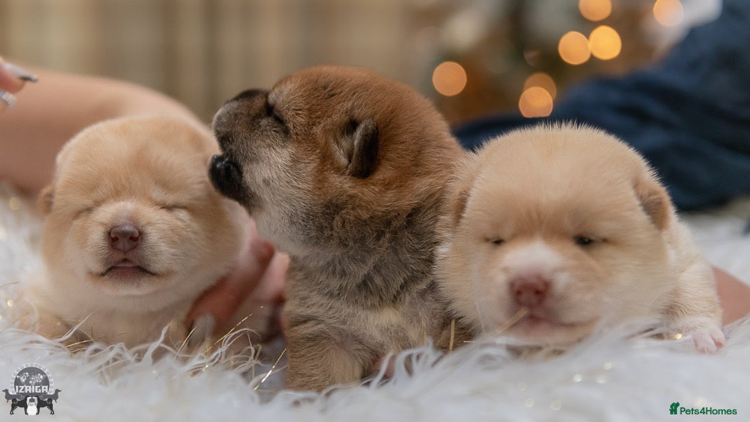Japanese Shiba Inu dogs for sale: 	“Shiba Inu Puppies – Champion Pedigree, DNA Clear - Advert 26
