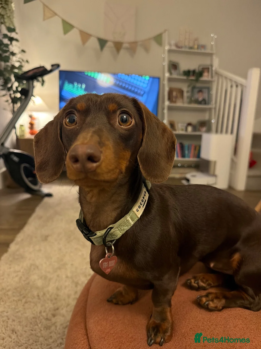 Miniature Dachshund dogs for sale: Chocolate and tan miniature daschund  in Harrogate - Advert 2