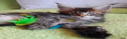 Maine Coon cats for sale: Gorgeous TICA silver Euro poly/non poly Active/pet - Advert 14