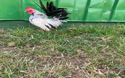 Chickens poultry for sale: Serama - Image 2