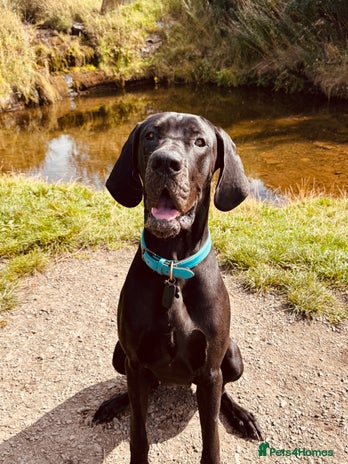 Great Dane dogs for sale - Advert 1