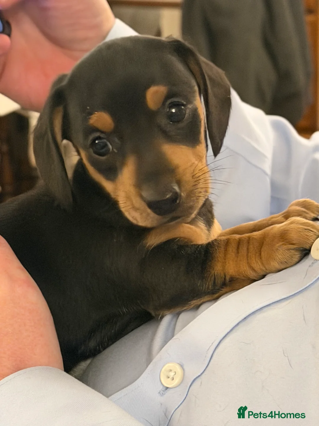 Miniature Dachshund dogs for sale: Beautiful Minature smooth haired dachshund puppies - Advert 12