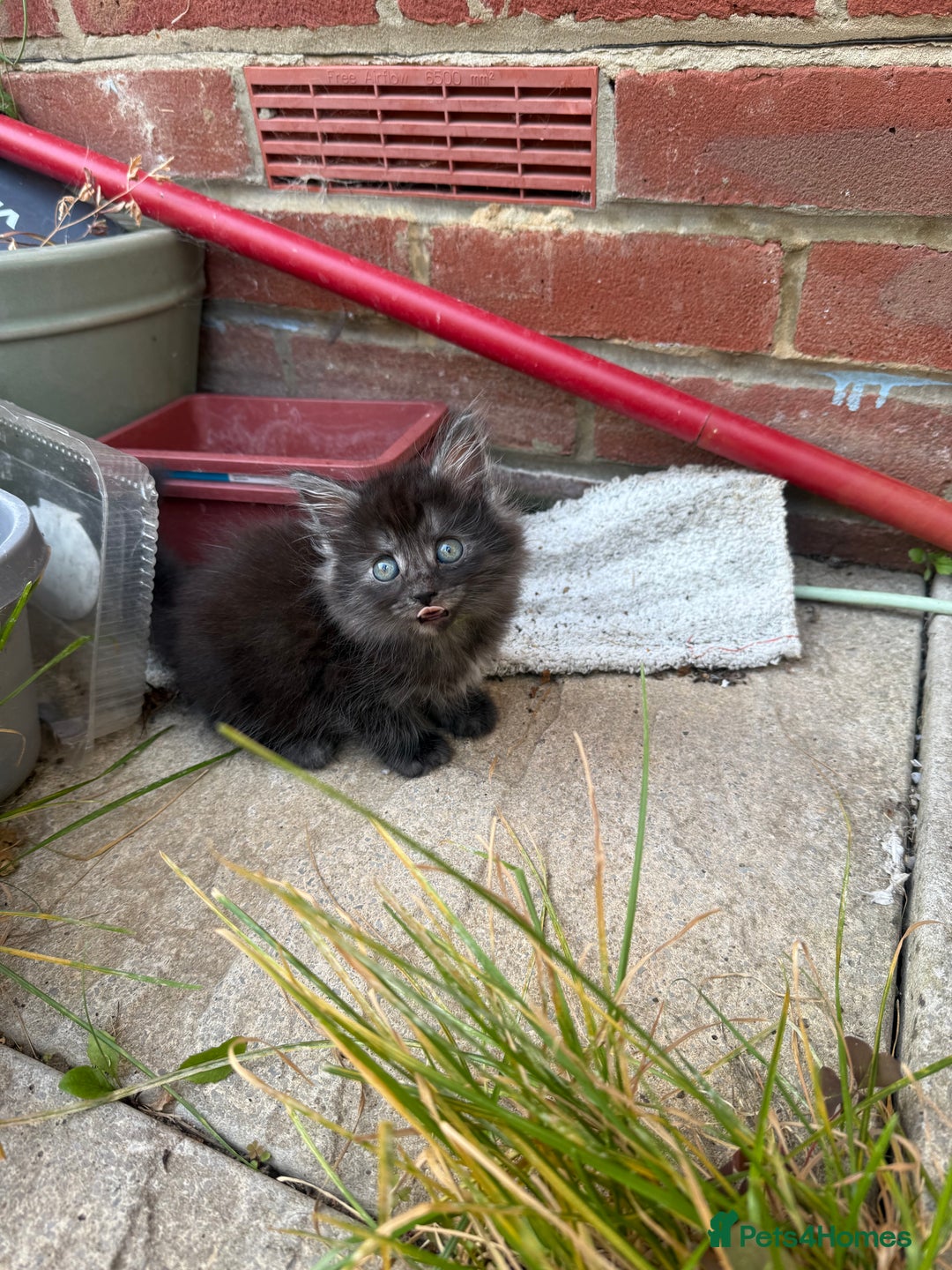 Maine Coon cats for sale: Mixed mainecoons kittens  - Image 5