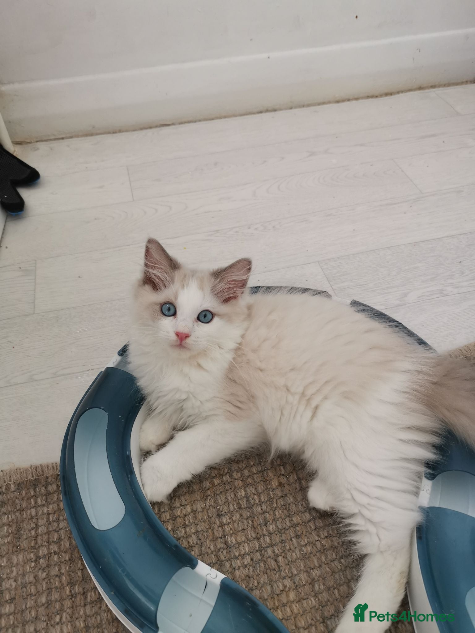 Ragdoll cats Pedigree Ragdoll Kittens, TICA Registered - Advert 5